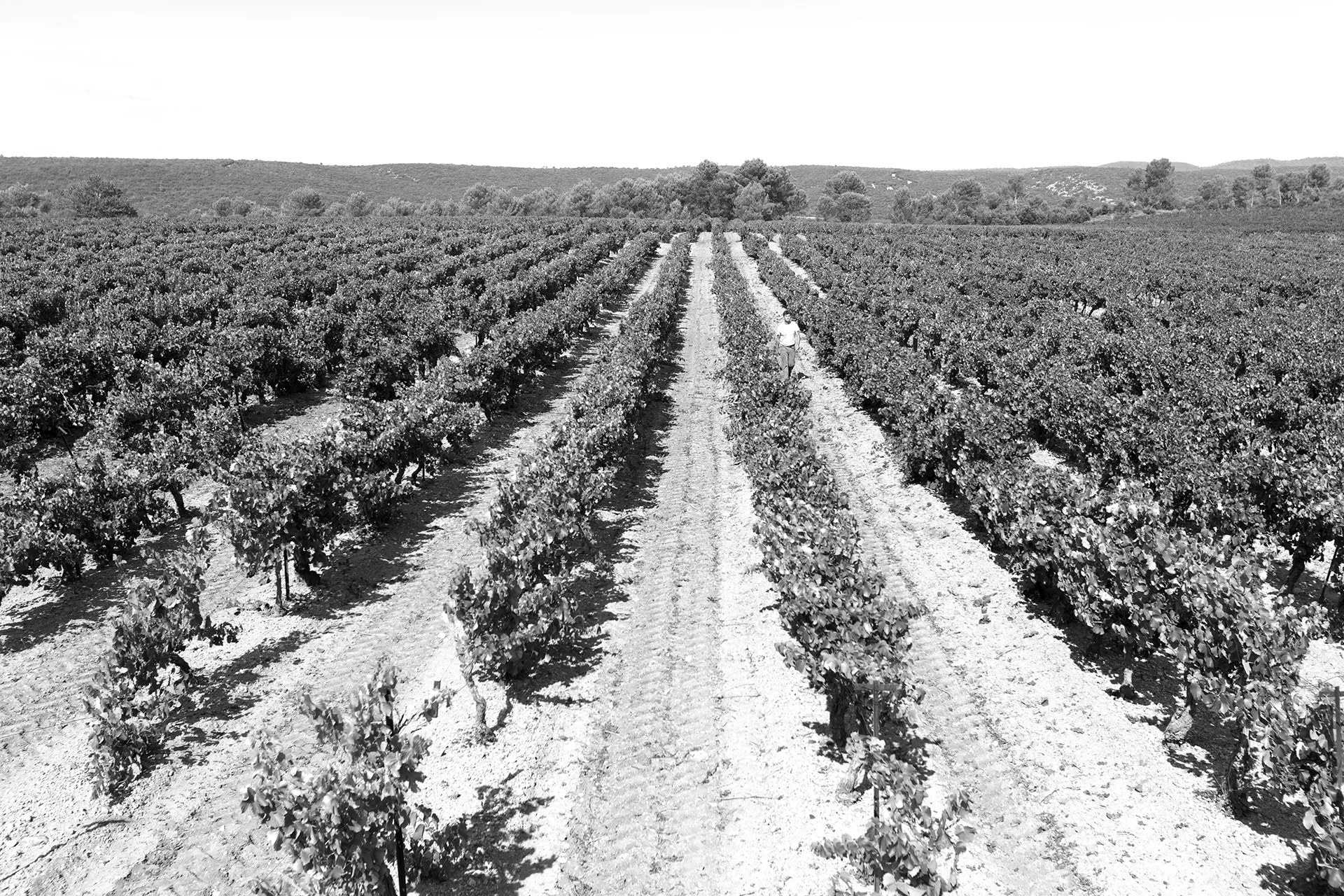 Le vignoble du Domaine Masson se trouve à 350 mètres d’altitude au milieu de la forêt. Un domaine bio familial, 20 hectares au cœur du var.