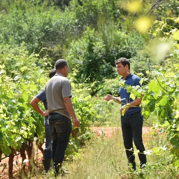 Le Domaine Masson en Provence, appellation “Côteaux Varois en Provence” propose une variété de vins bio blanc, rosé et rouge, tous médaillés.